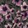 French Terry Blumen violett khaki